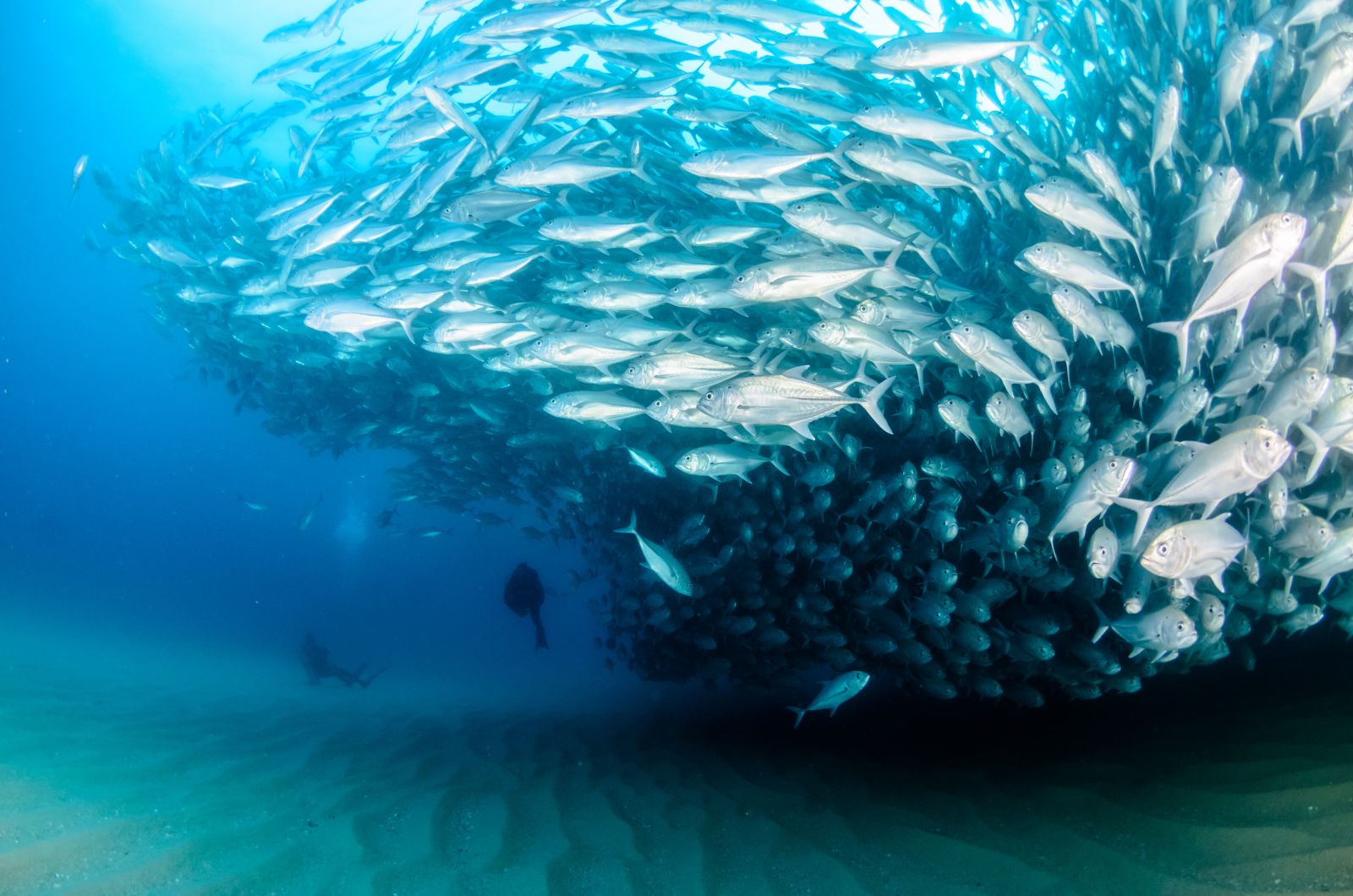 Von La Paz aus Richtung Süden können Taucher im Nationalpark Cabo Pulmo große Fischschwärme erleben, wie hier die Großaugen-Stachelmakrele. ©leonardogonzalez/AdobeStock