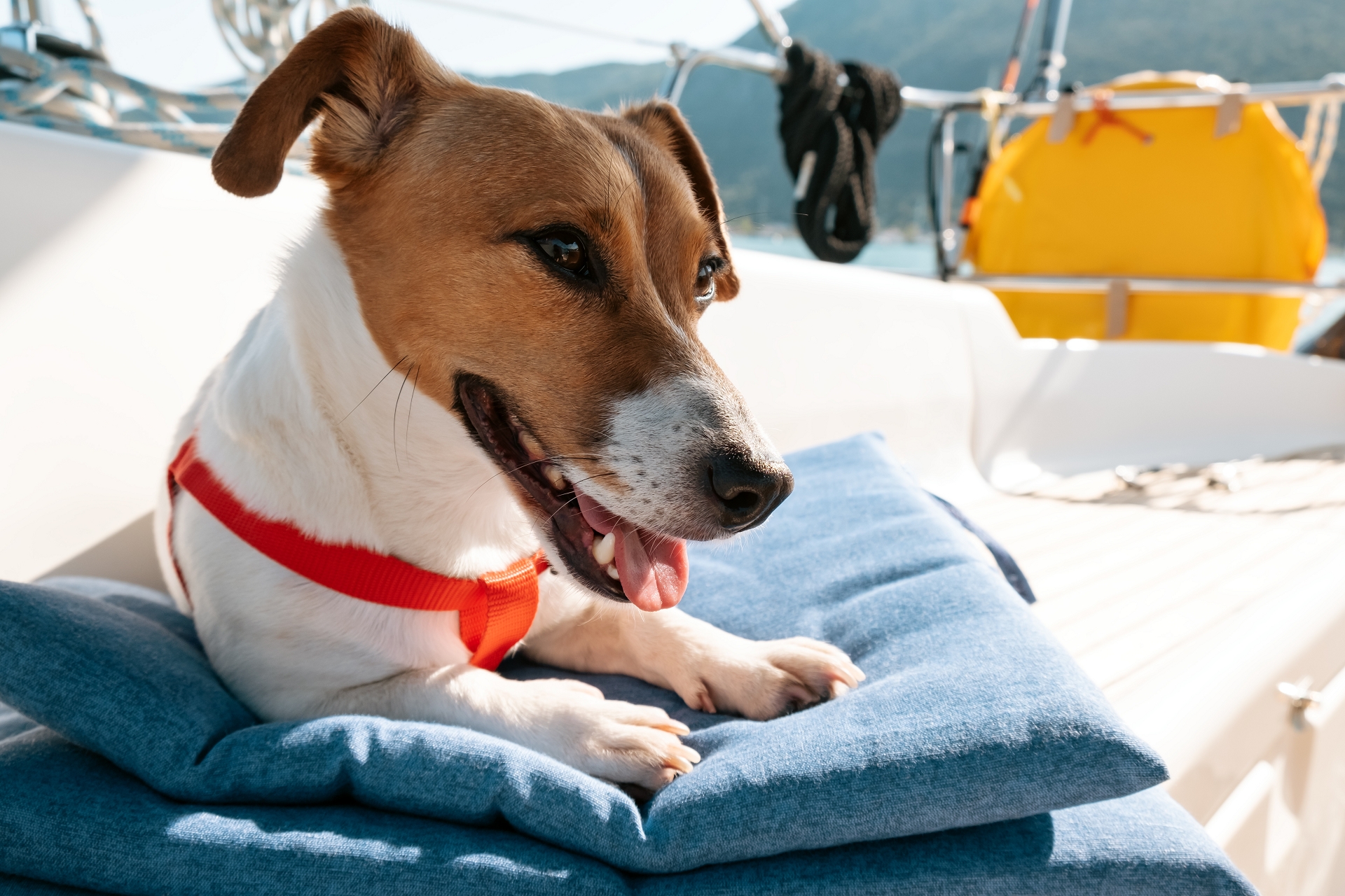 yacht chartern mit hund